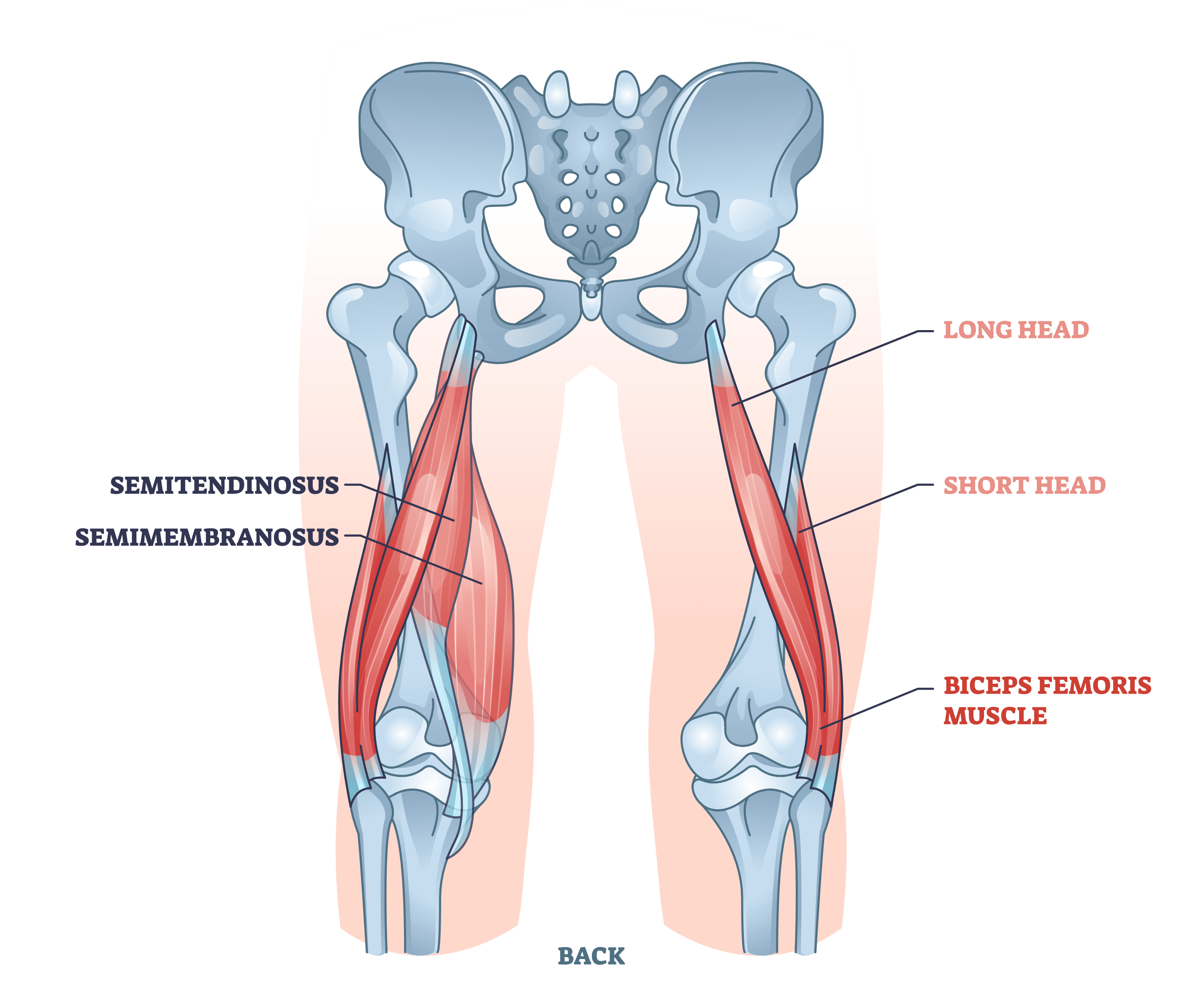 5 Effective Glute Ham Raise Alternatives (With Pictures!) - Inspire US (4)